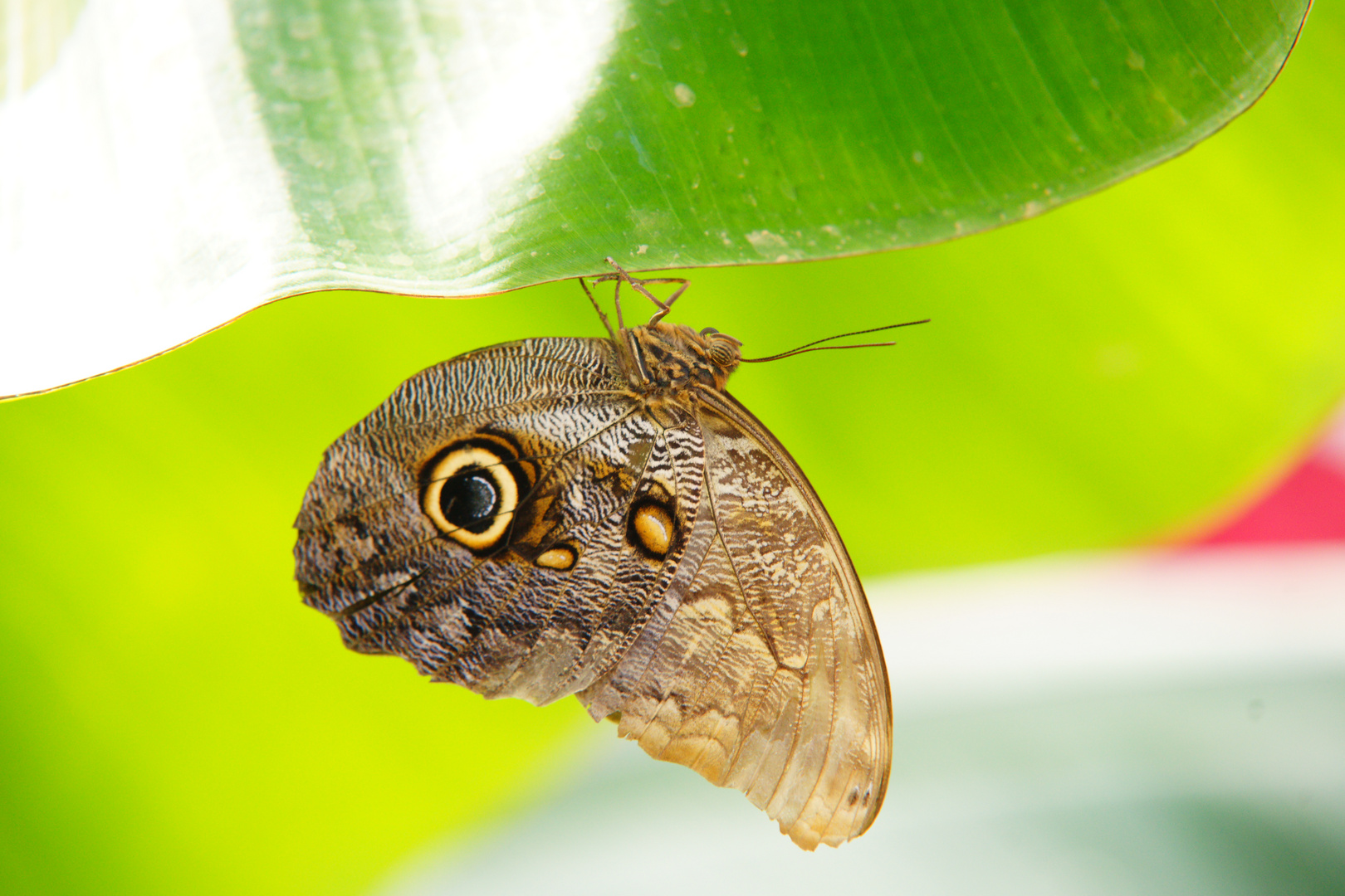 Schmetterling