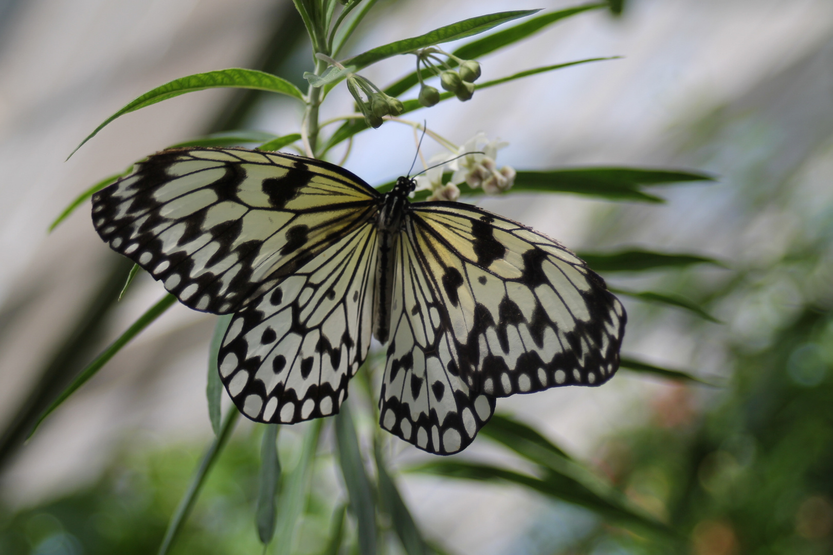 Schmetterling