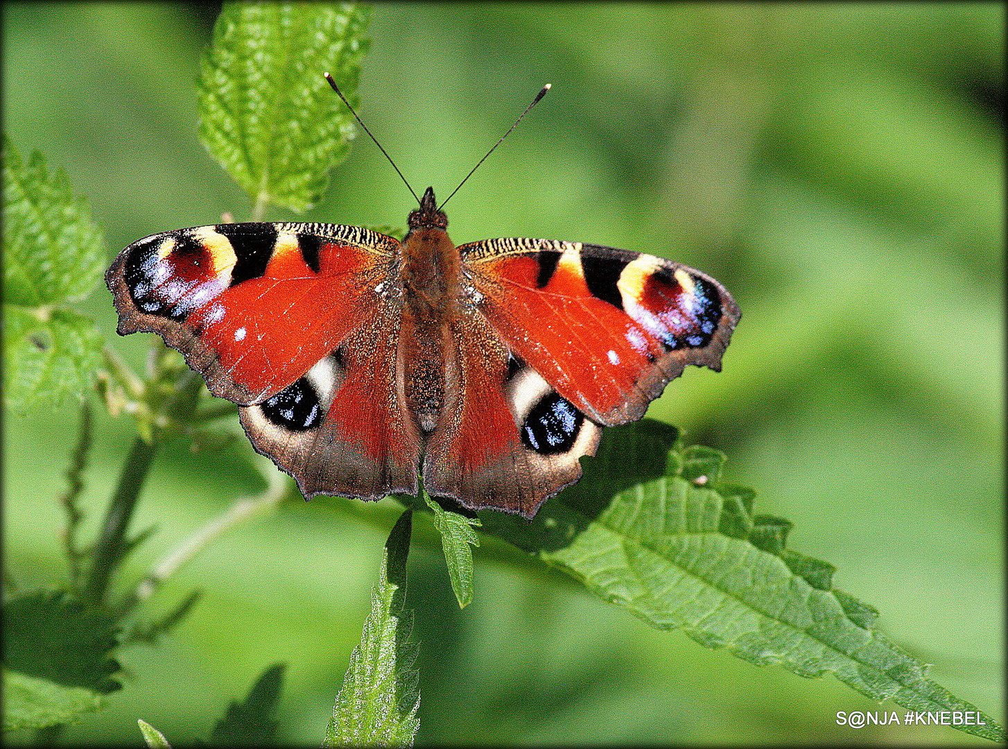 Schmetterling 