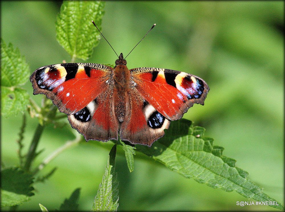 Bild von Schmetterling: A Comprehensive Guide