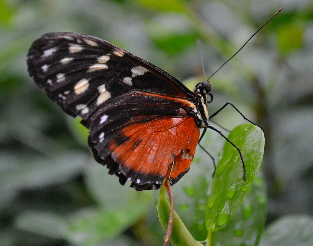 Schmetterling :)