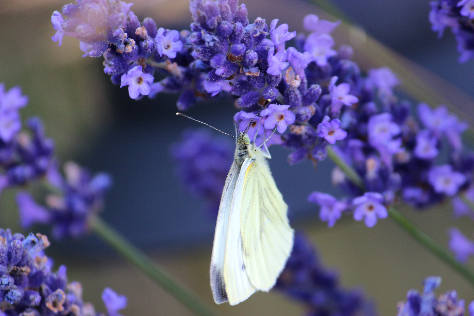 Schmetterling