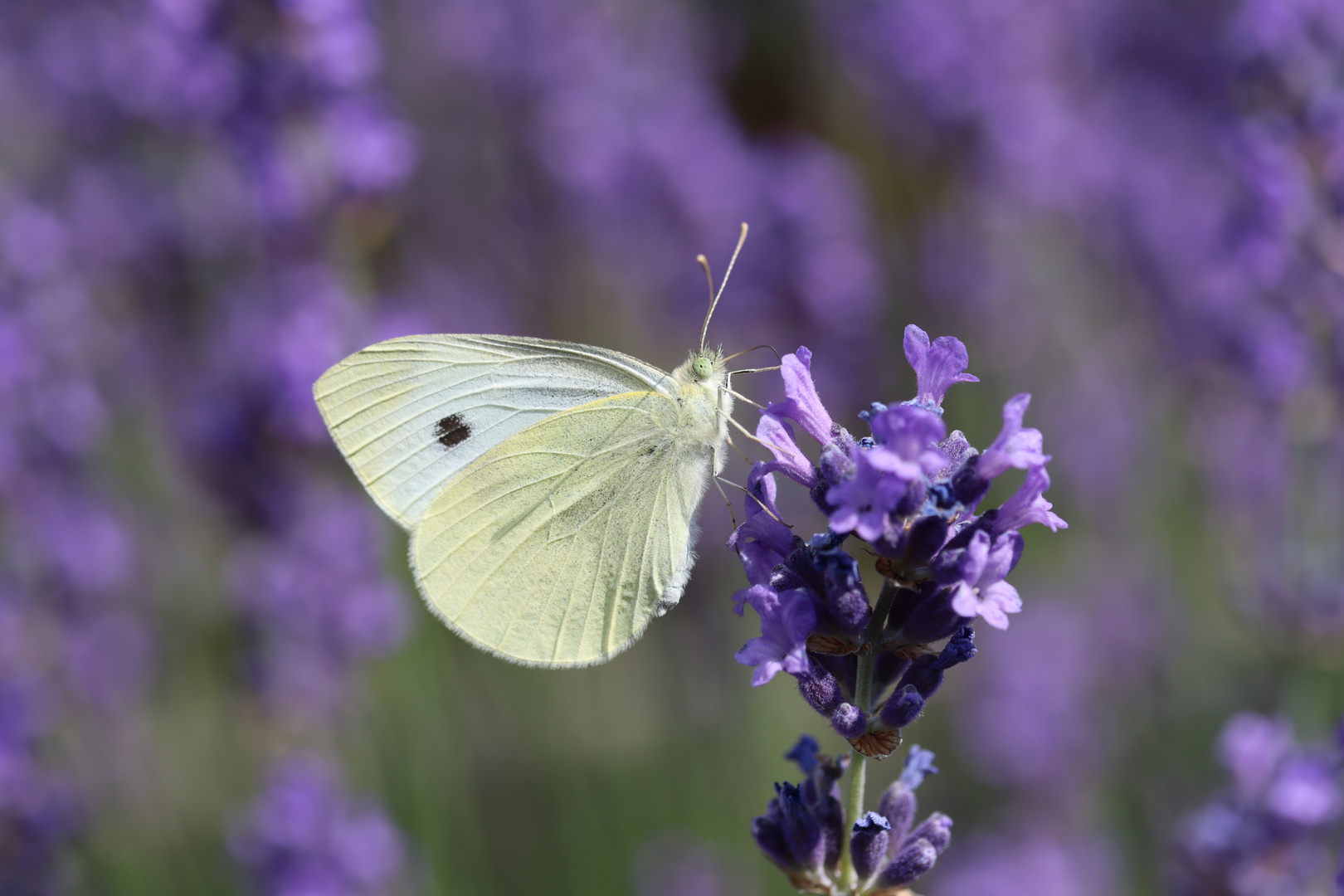 Schmetterling