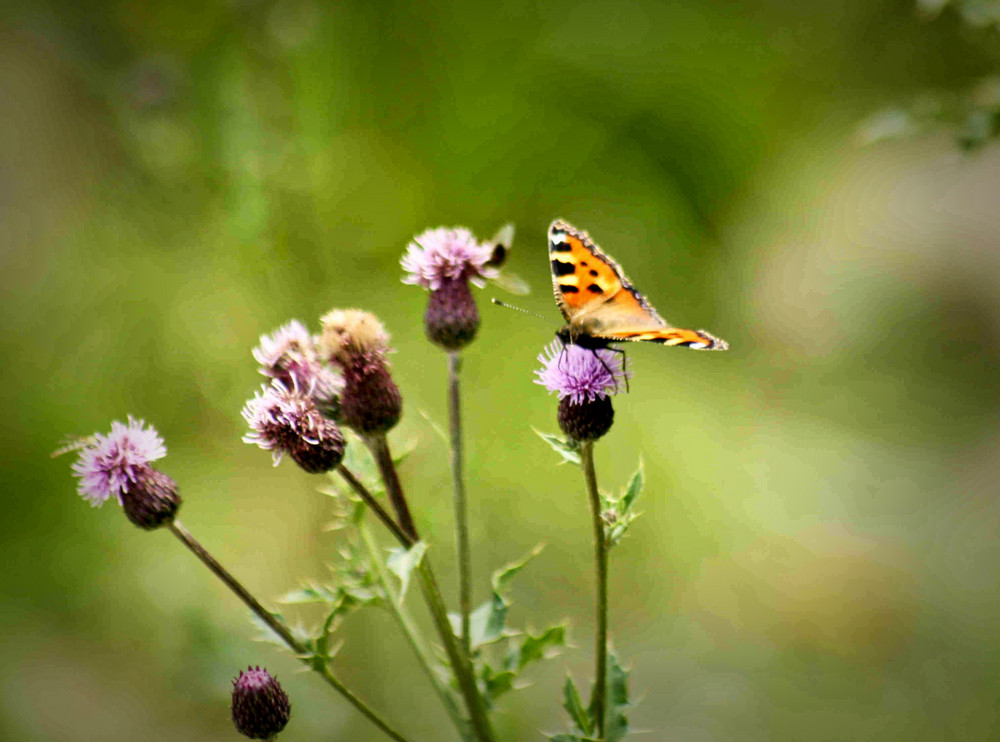 Schmetterling