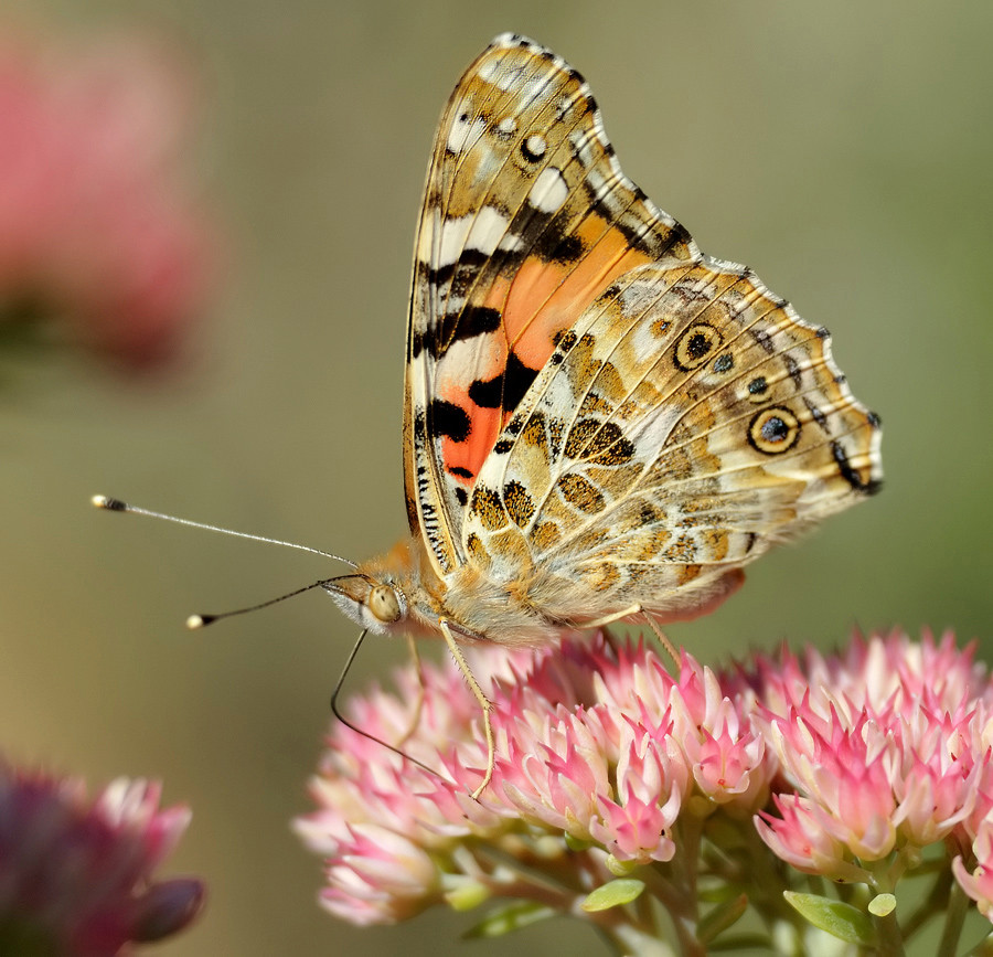 Schmetterling