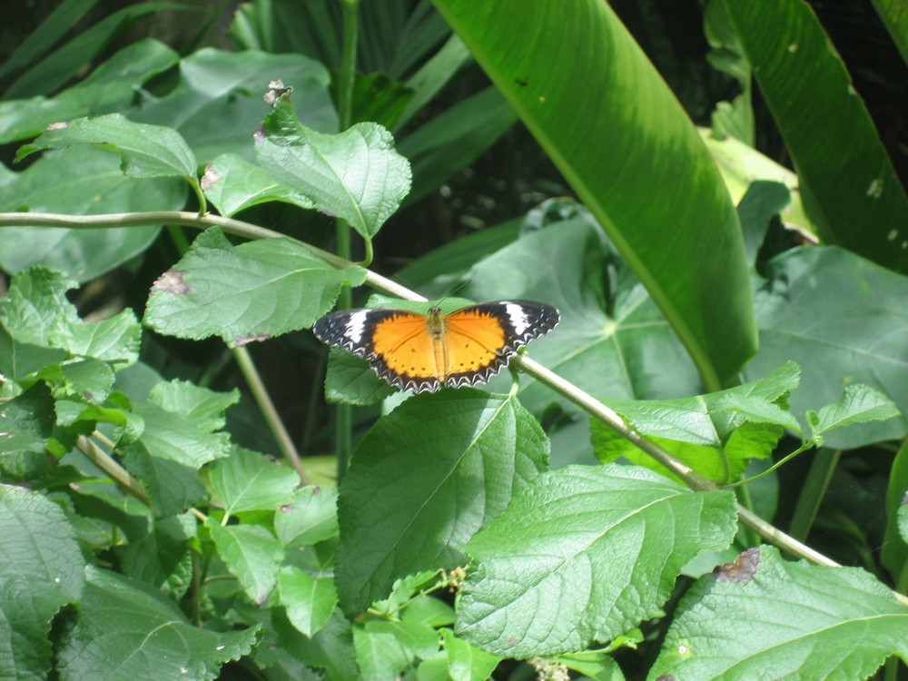 Schmetterling