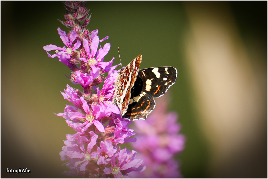 Schmetterling