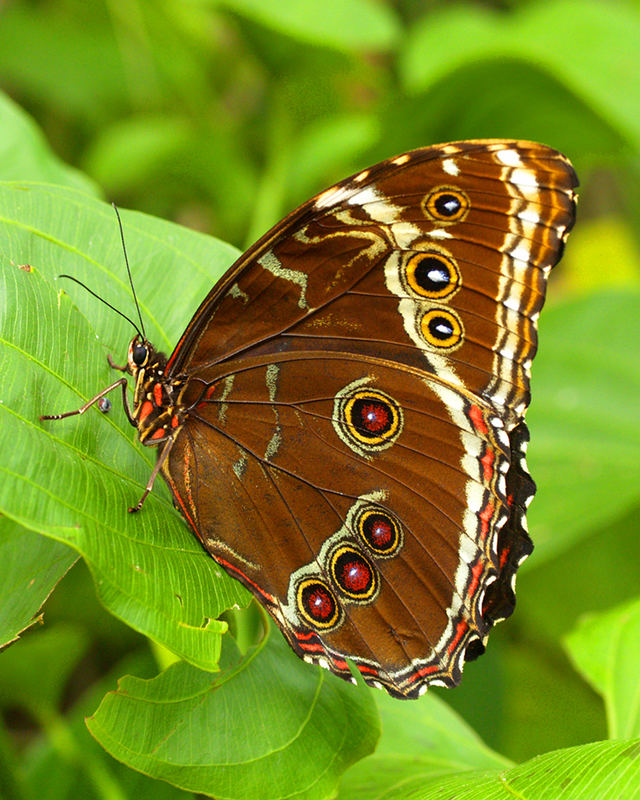 Schmetterling