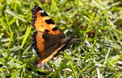 Schmetterling