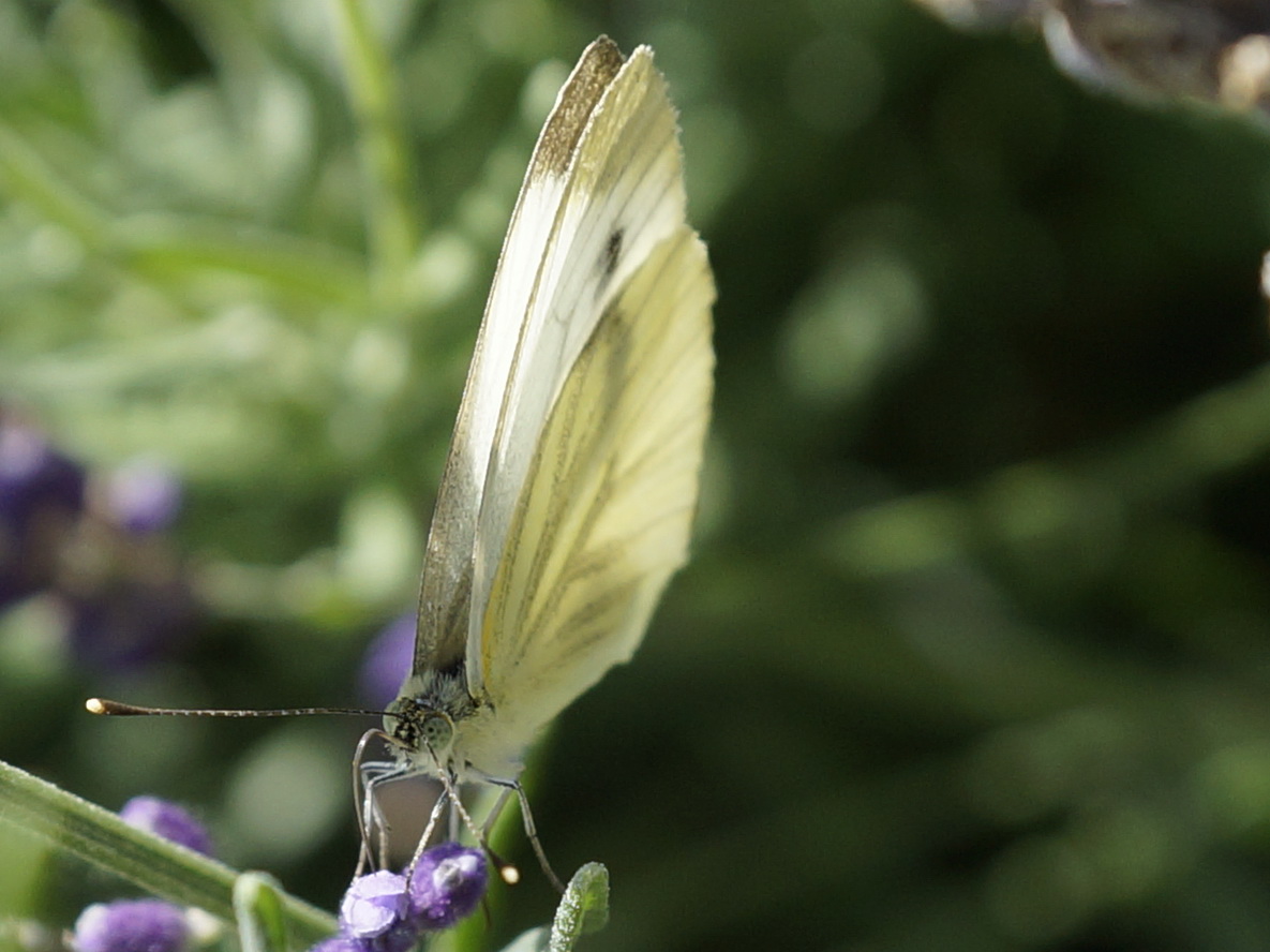 Schmetterling