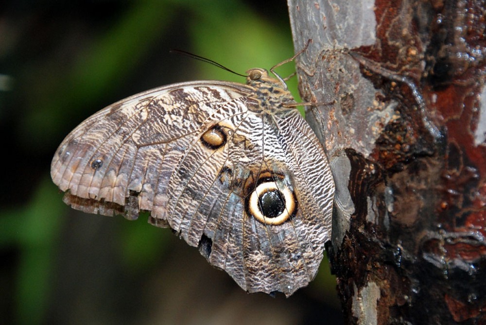 Schmetterling