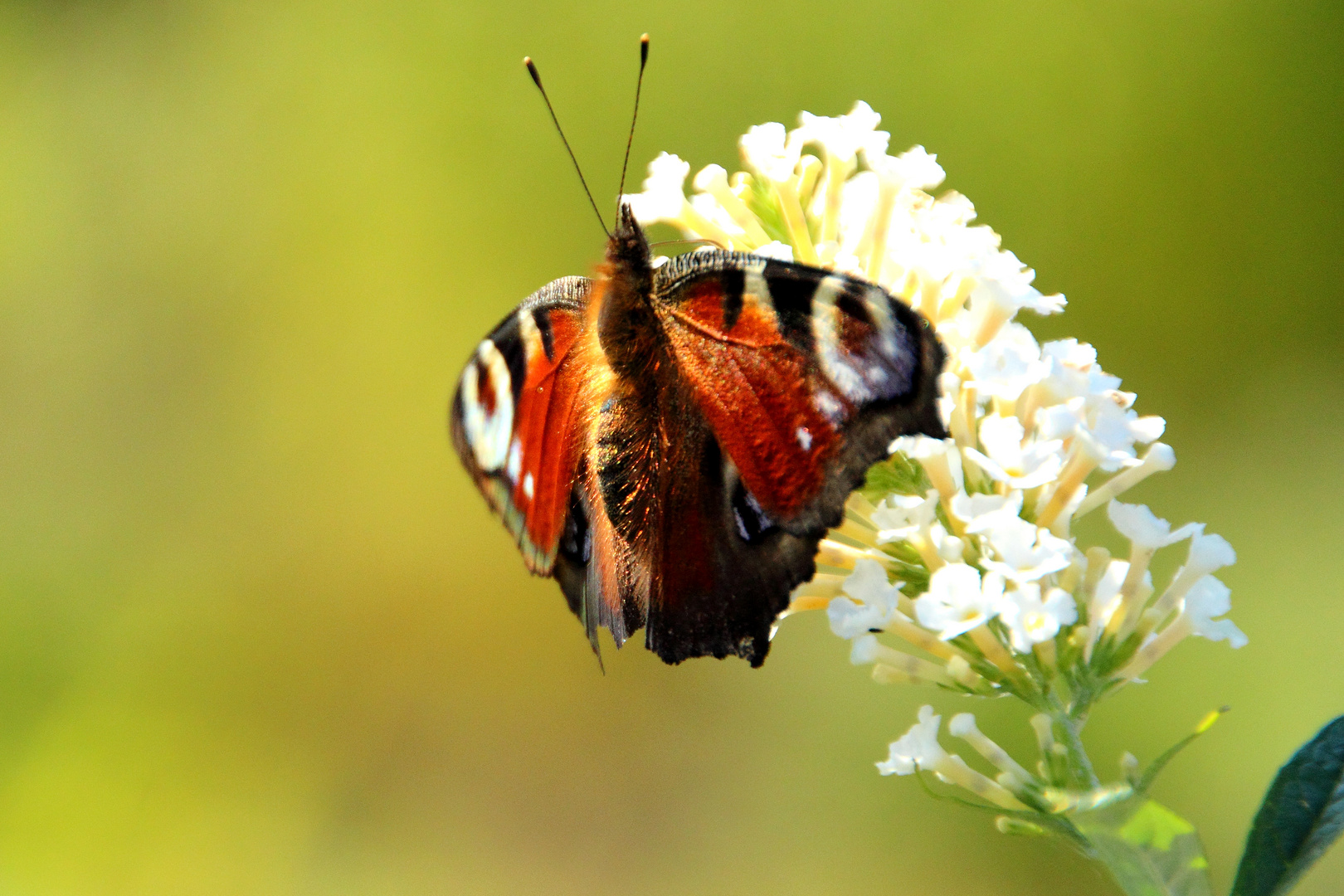 Schmetterling