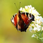 Schmetterling