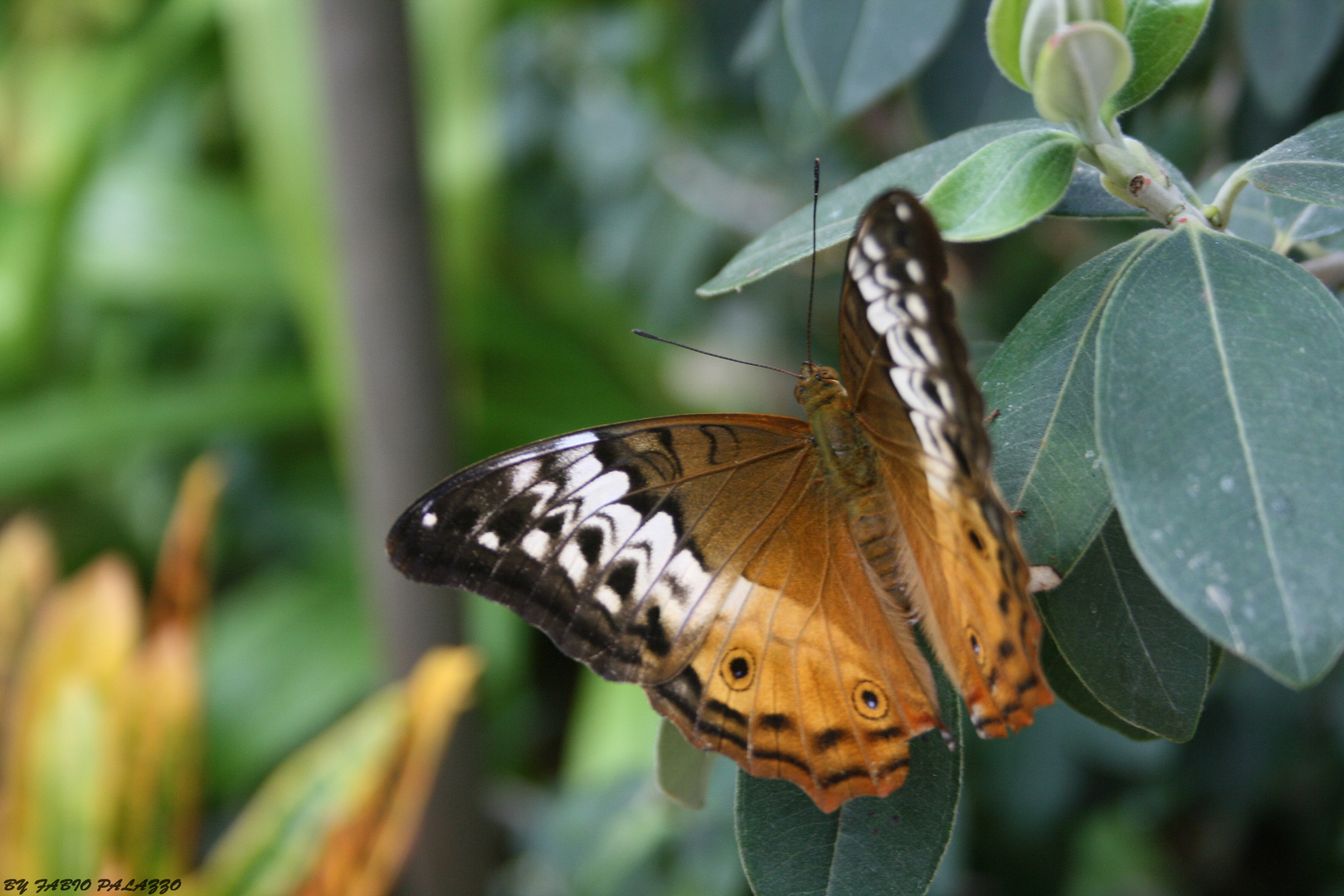 Schmetterling