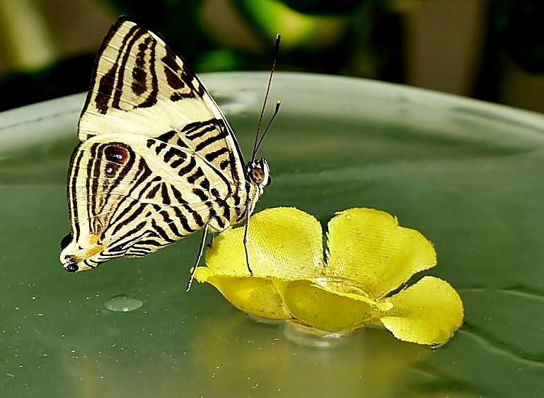 Schmetterling . . .