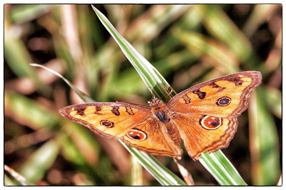 Schmetterling