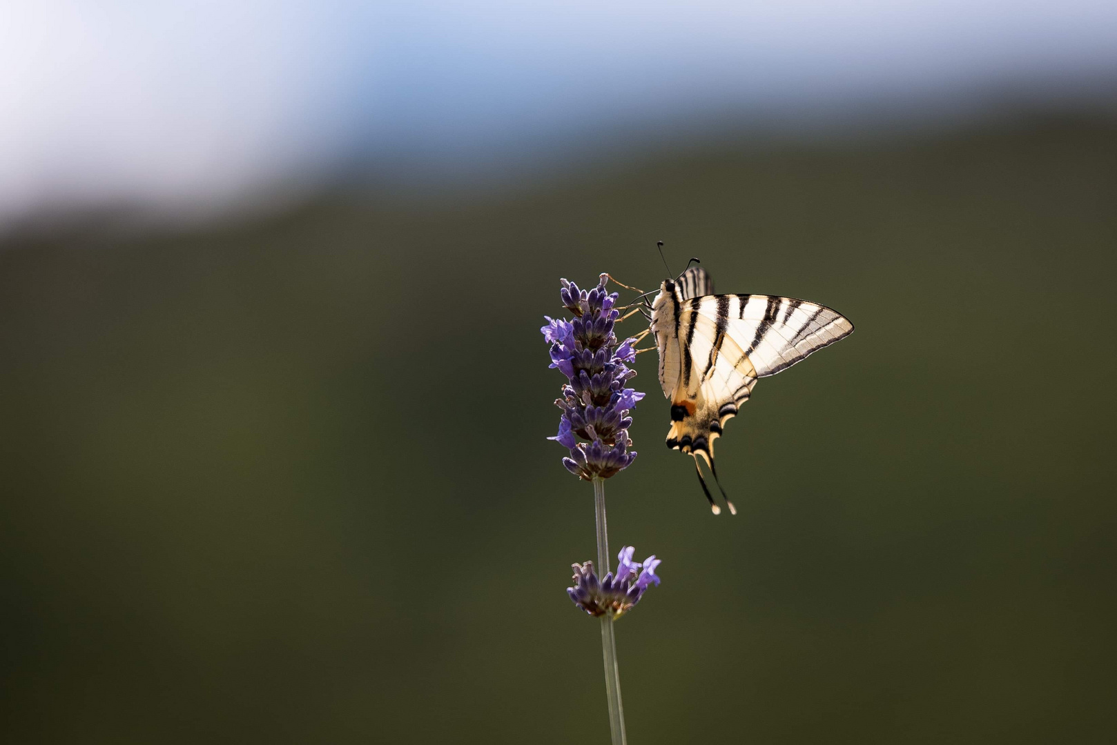 Schmetterling 