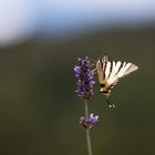 Schmetterling 