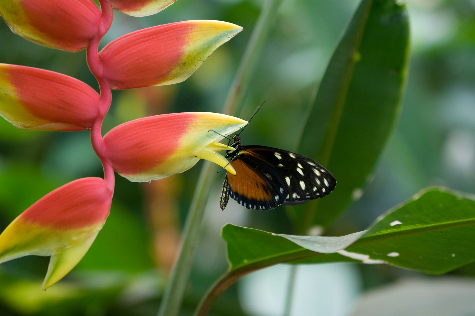 Schmetterling