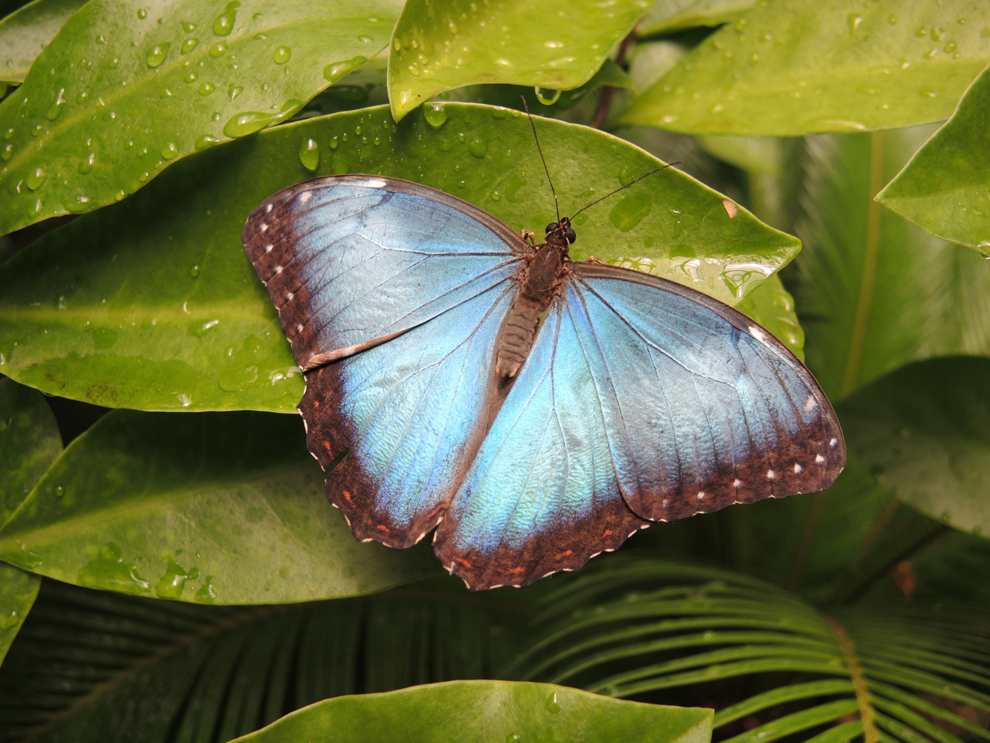 Schmetterling