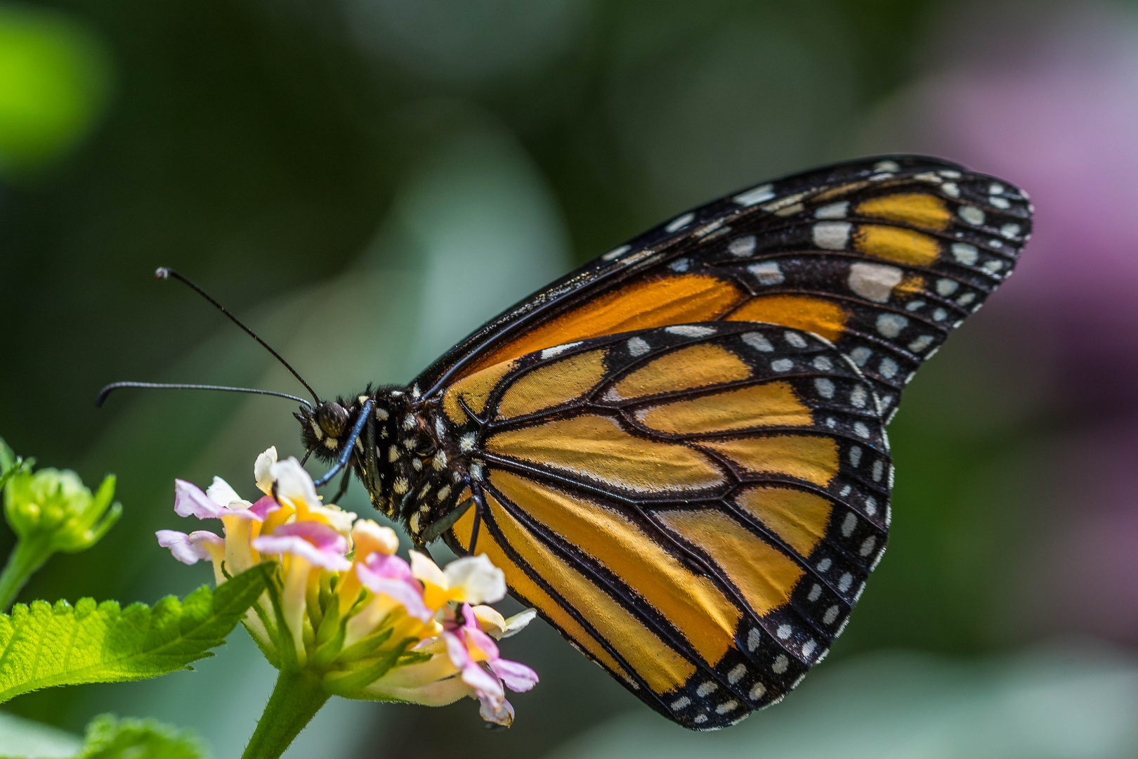 Schmetterling