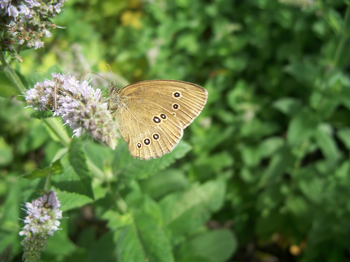 Schmetterling