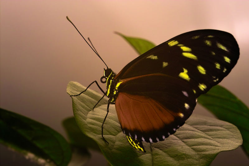 Schmetterling