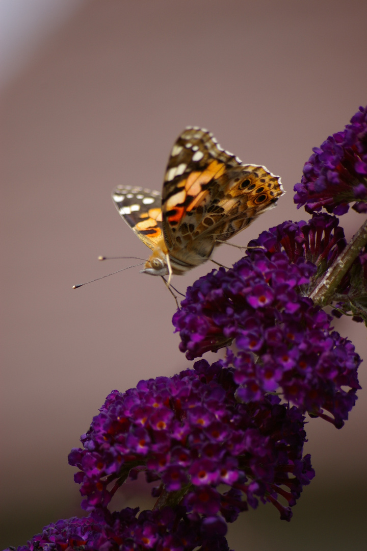 Schmetterling