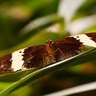 Schmetterling