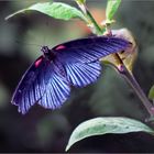 Schmetterling   