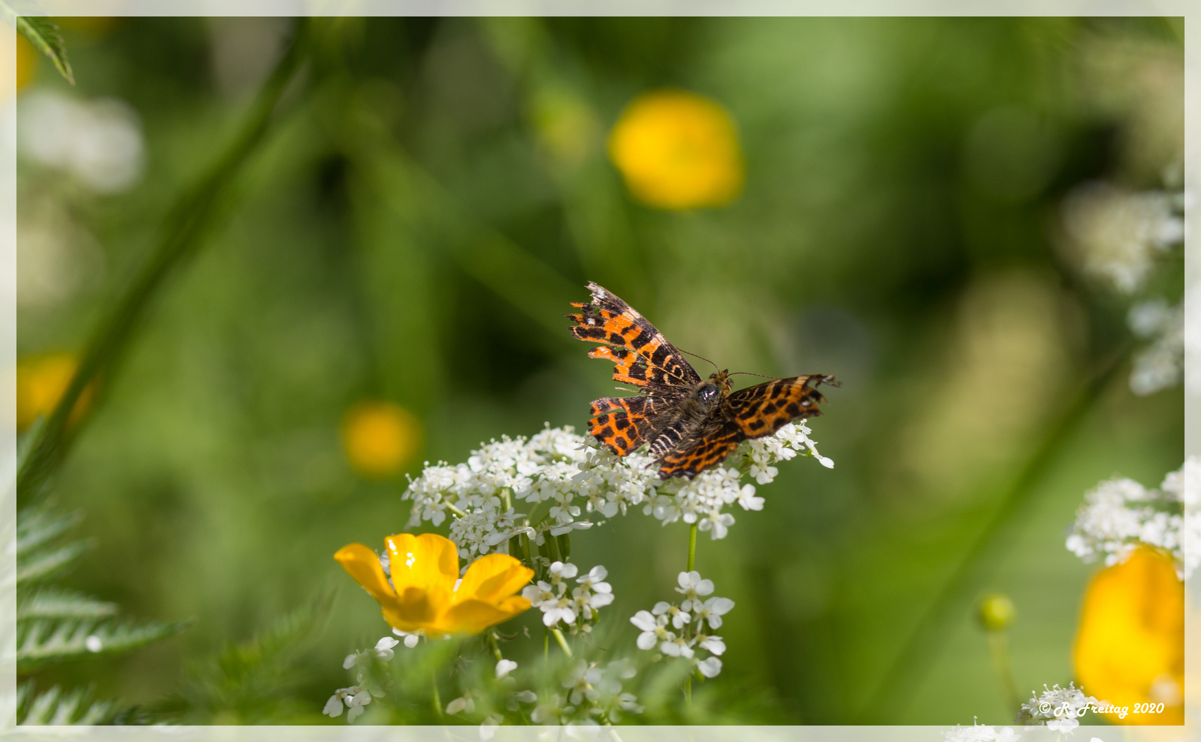 Schmetterling