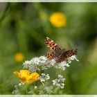 Schmetterling