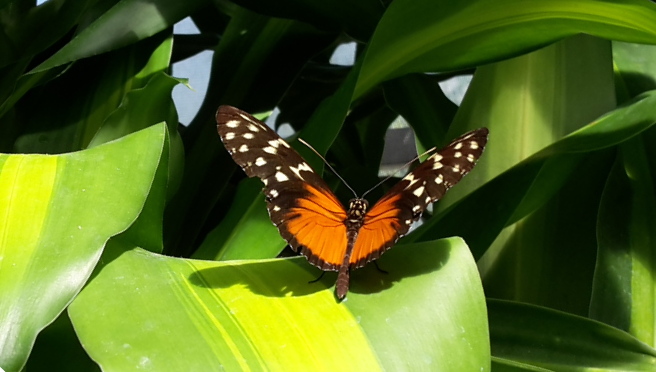 Schmetterling