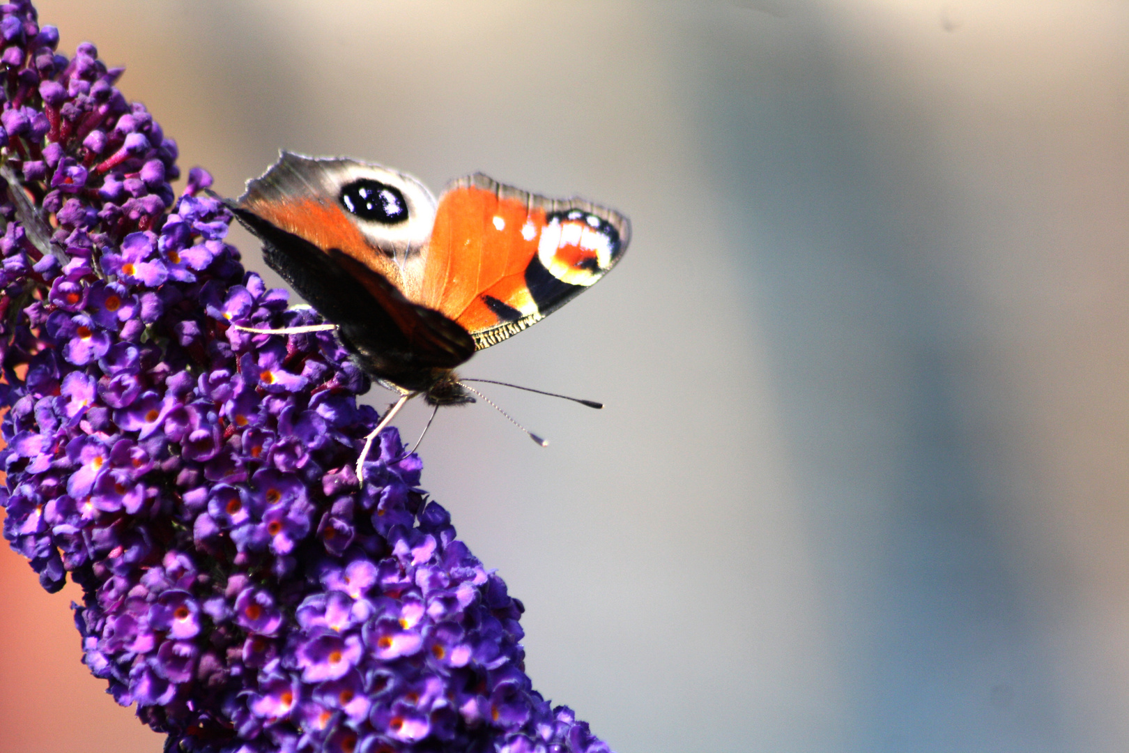 Schmetterling