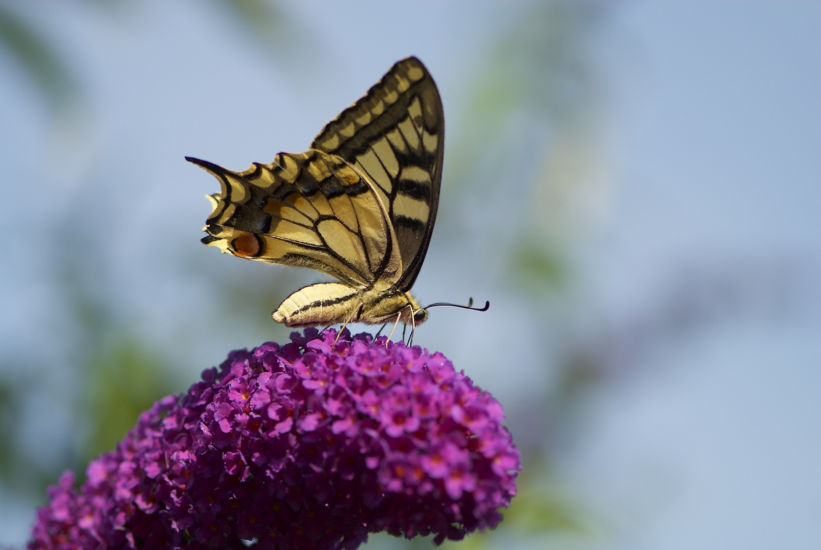 Schmetterling