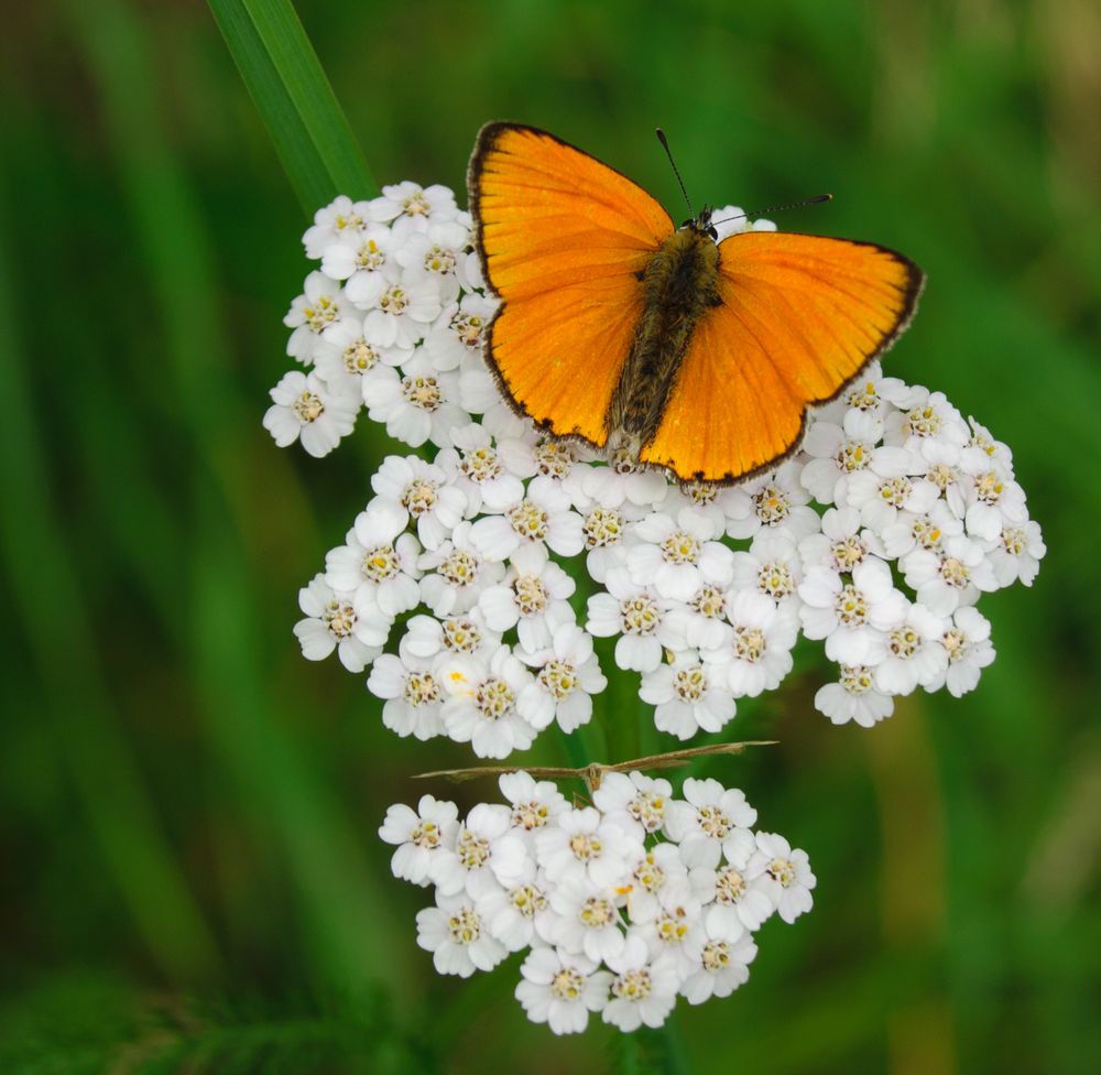 Schmetterling