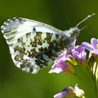 Schmetterling