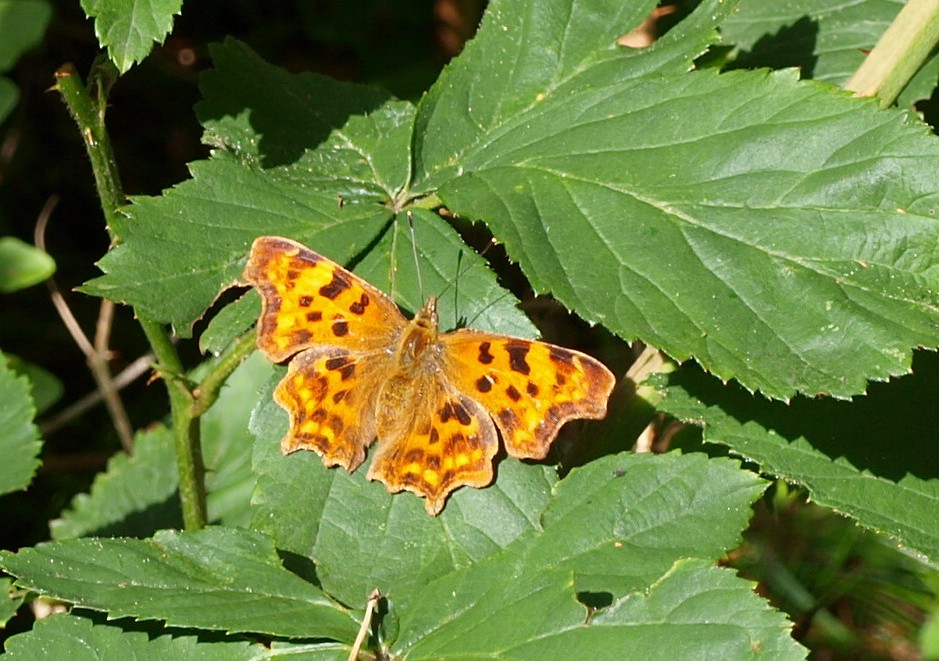 Schmetterling