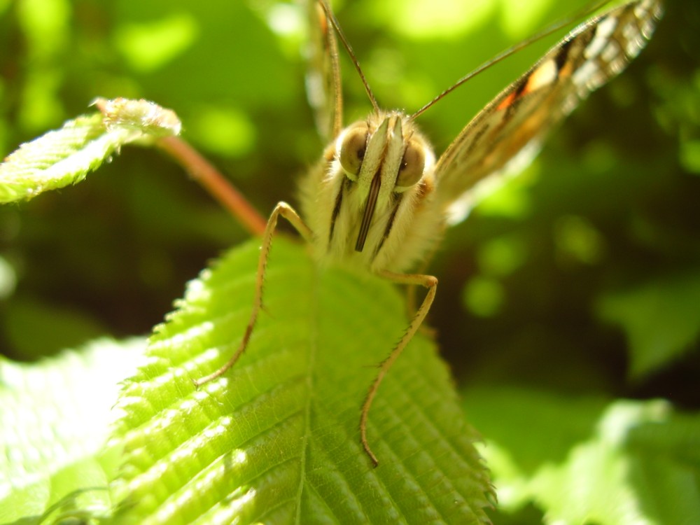 Schmetterling