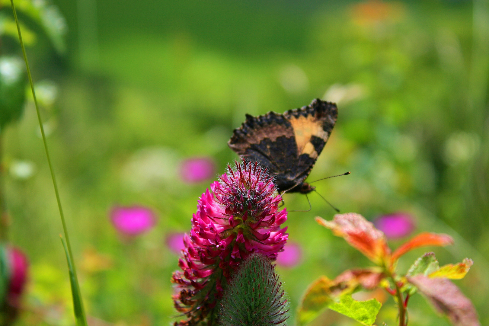 Schmetterling