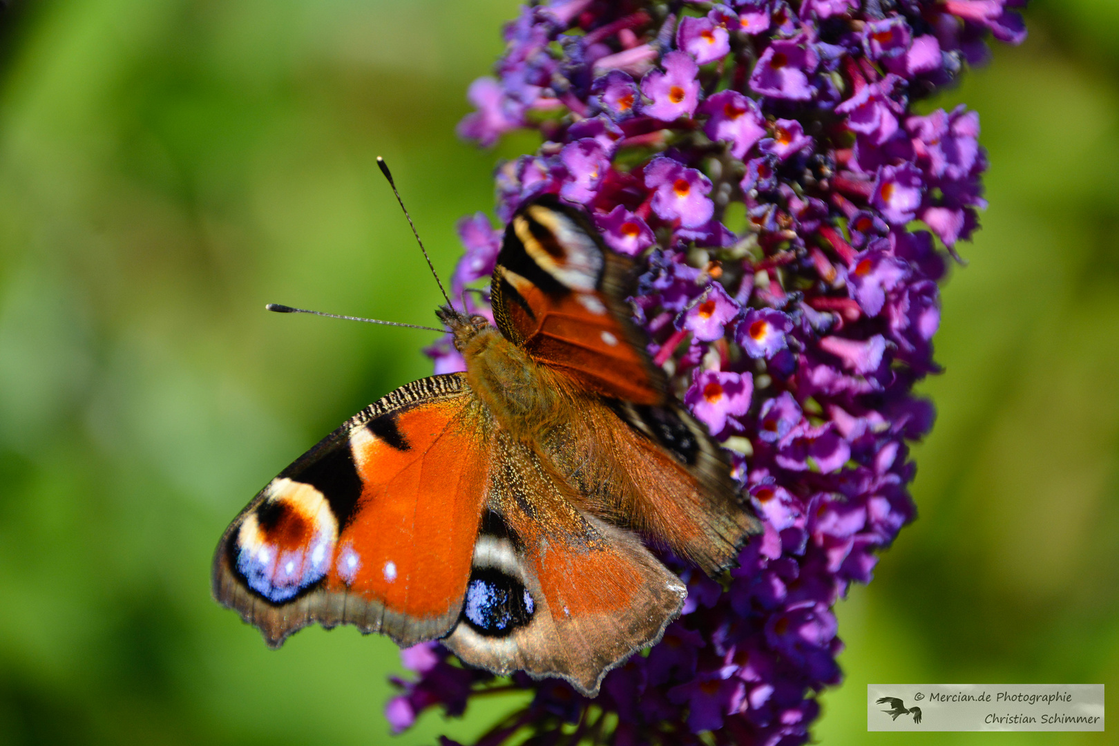 Schmetterling