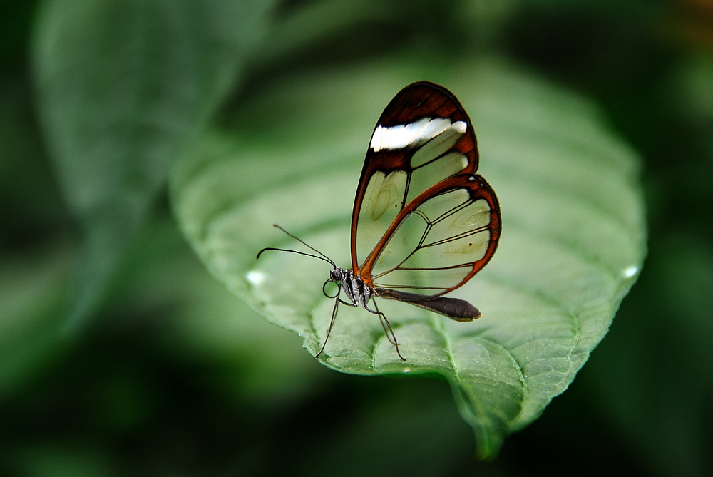 Schmetterling