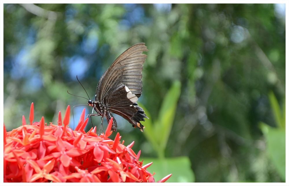 Schmetterling