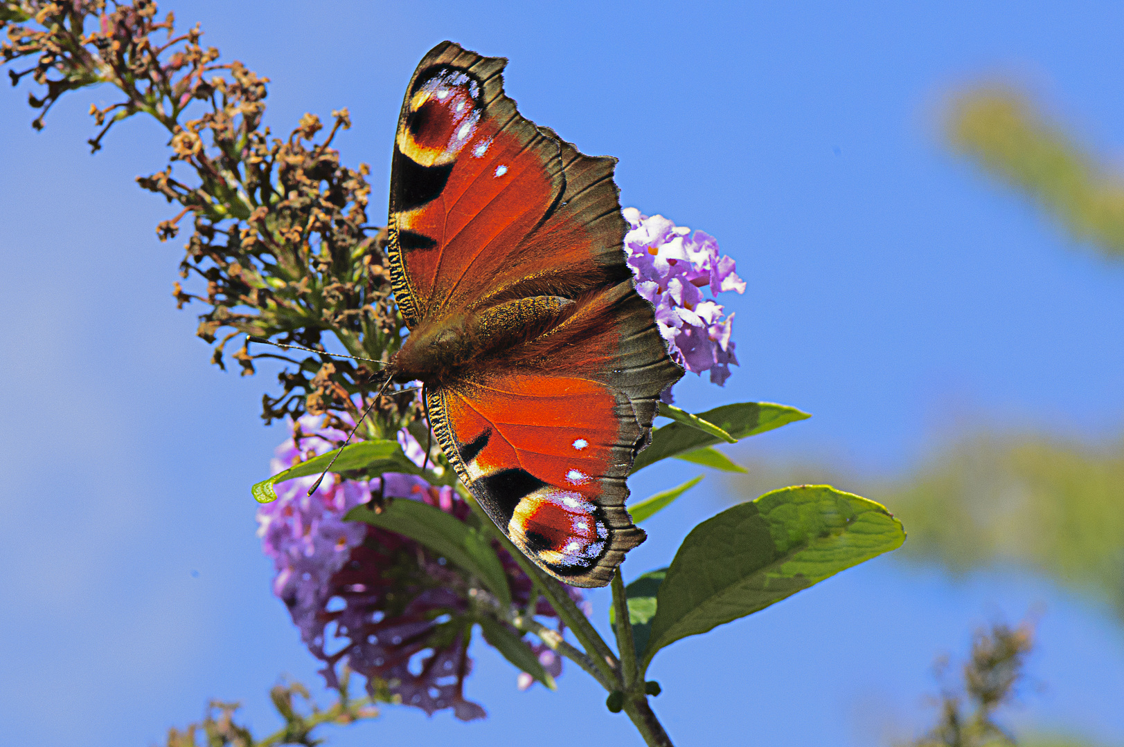 Schmetterling  