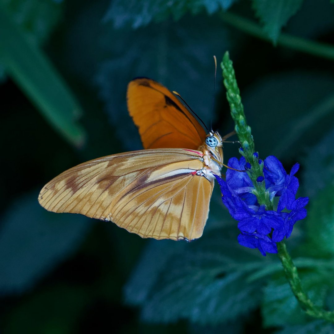 Schmetterling 