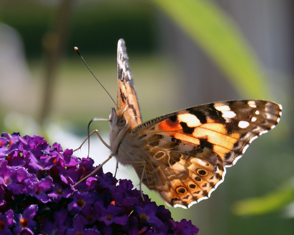 Schmetterling