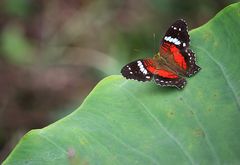 Schmetterling