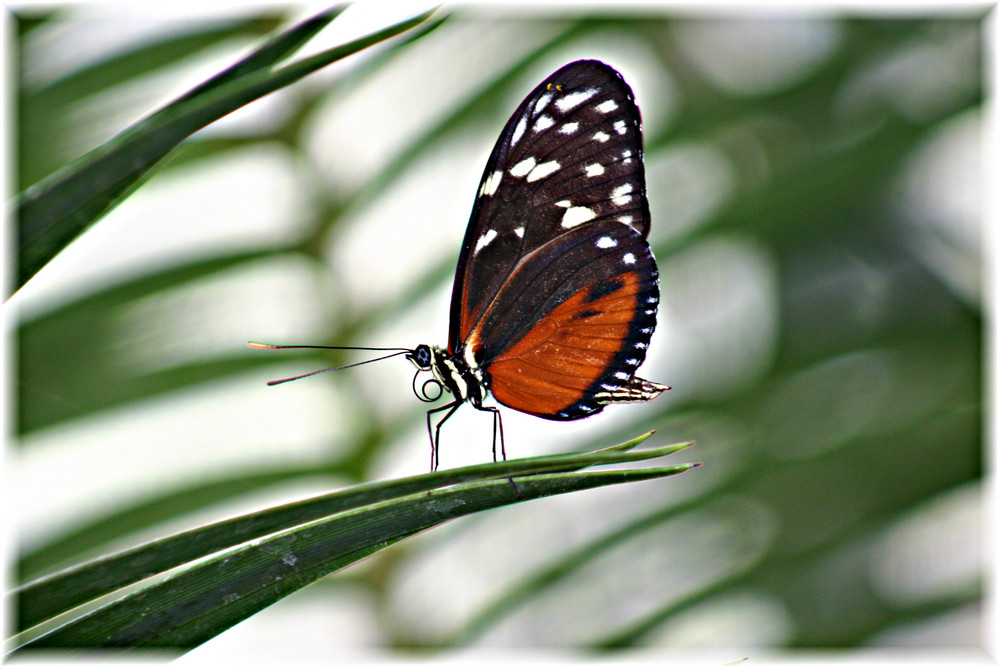 Schmetterling