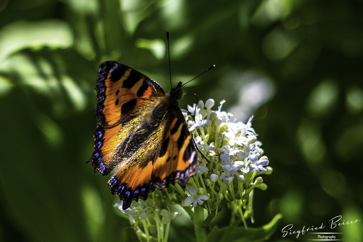 Schmetterling