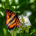 Schmetterling